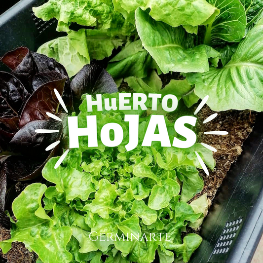 Kit de Cultivo "Hojas"