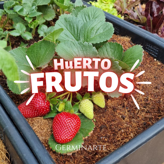 Kit de Cultivo "Frutos"