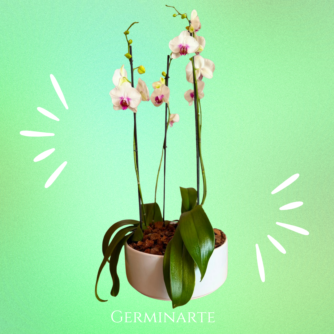 Arreglo de Orquídeas – 4 varas en macetas de ceramica 🌸