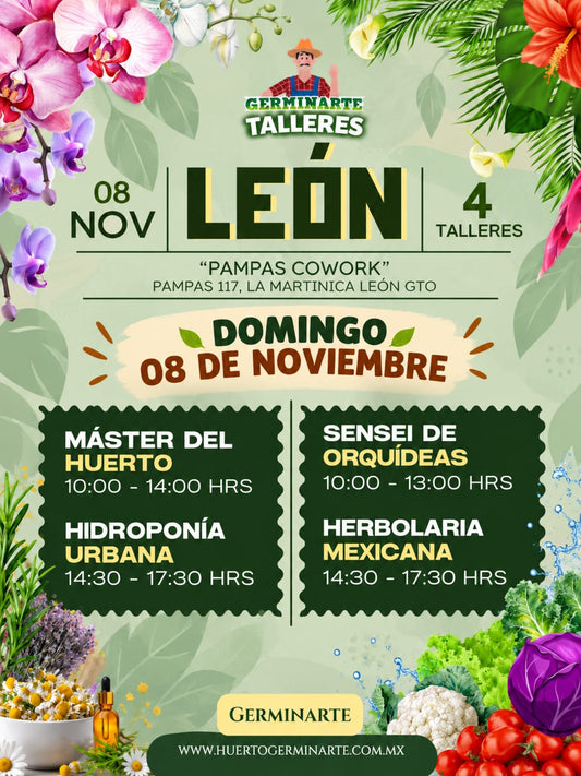 León Domingo 8 de noviembre
