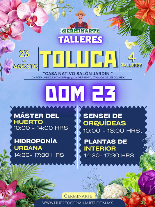Toluca 23 de agosto