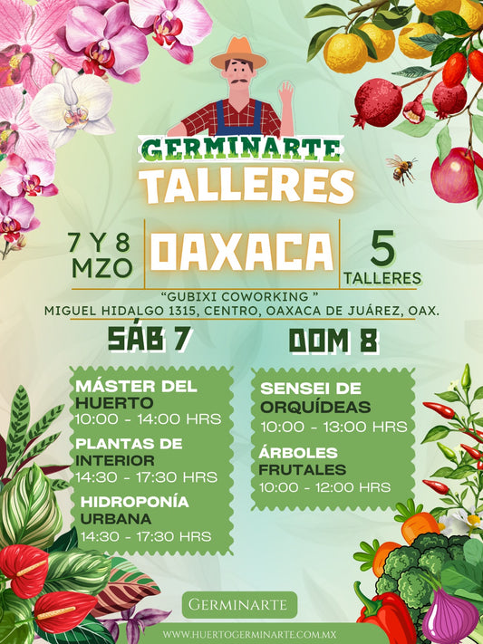 OAXACA 7 y 8 de MARZO