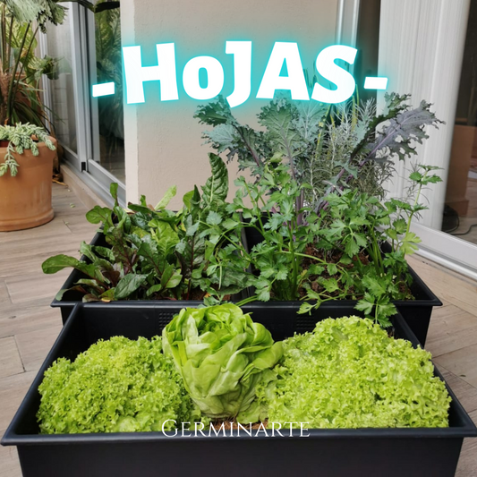 Kit de Cultivo "Hojas"