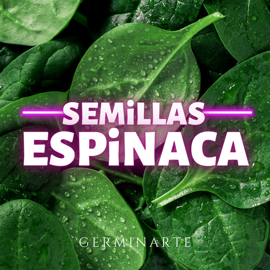 Semilla Espinaca