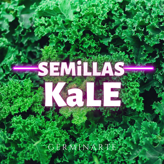 Semilla Kale