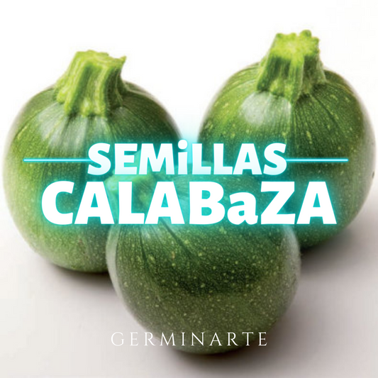 Semilla Calabaza Redonda