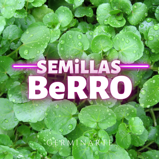 Semilla Berro