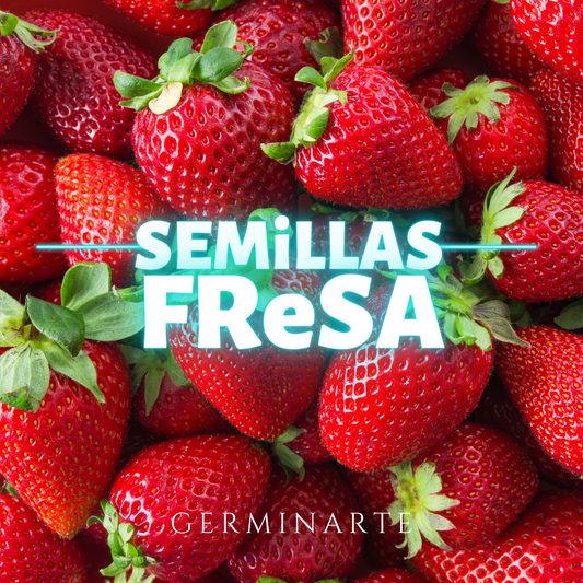 Semilla Fresa