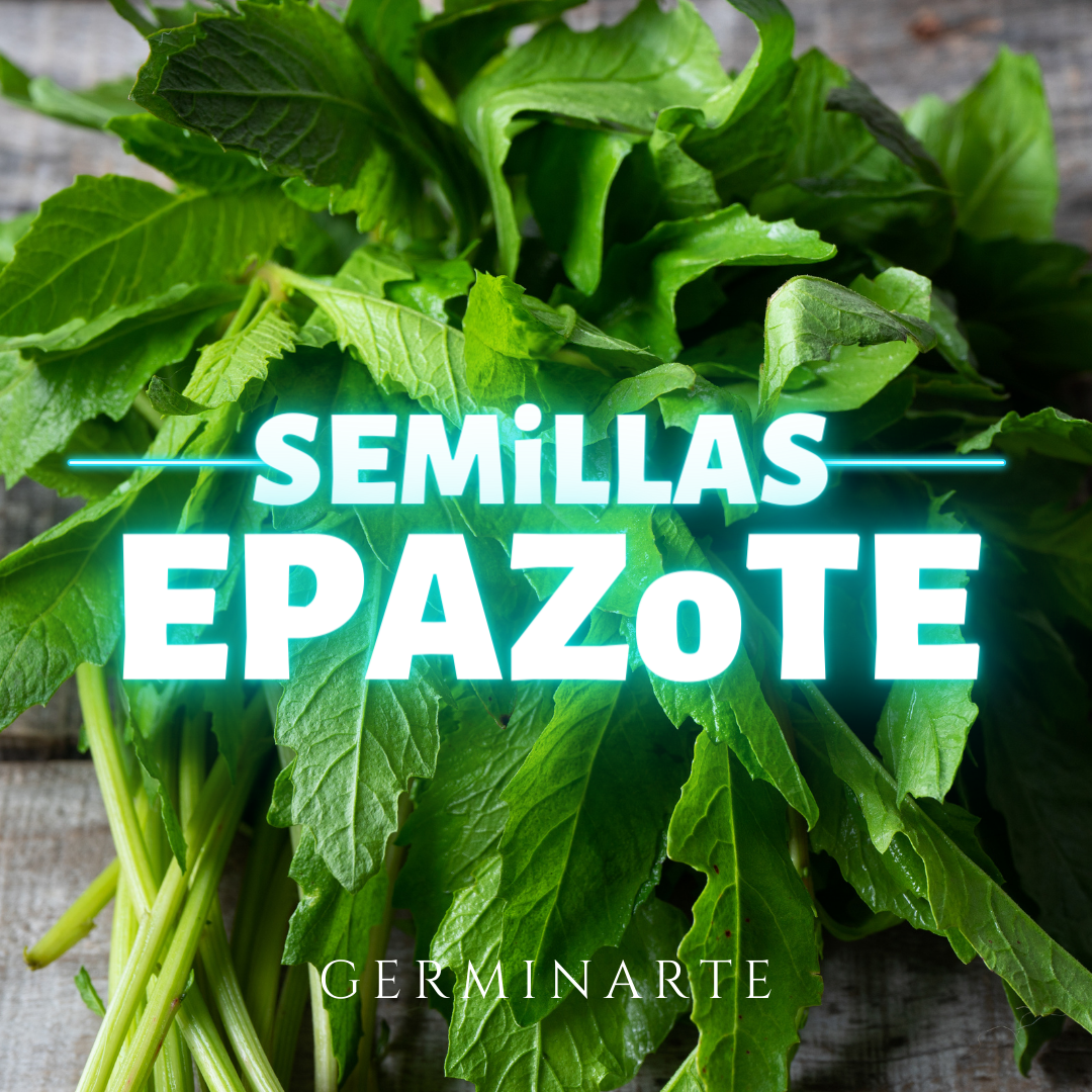 Semilla Epazote