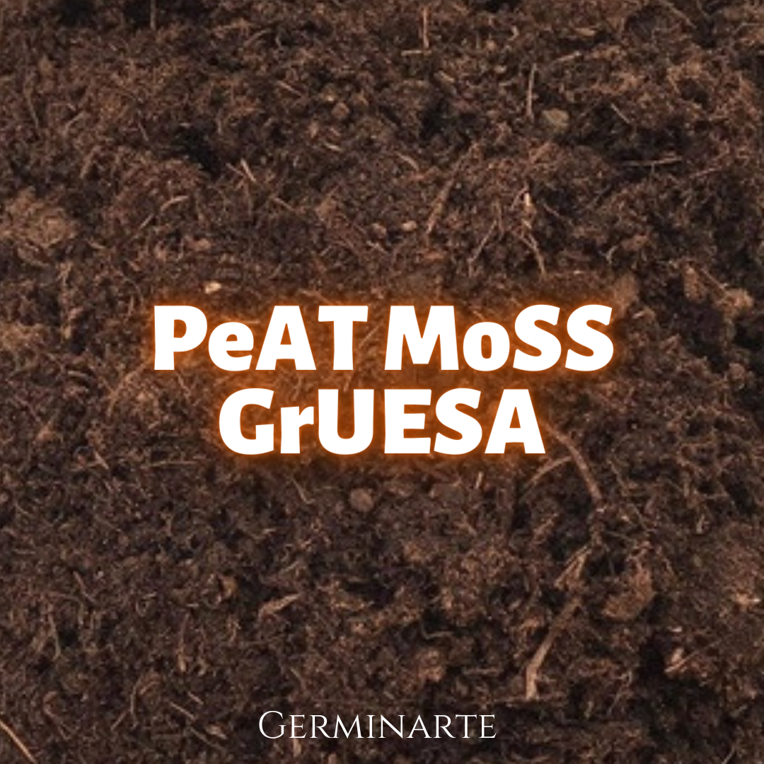 Peat moss Grueso