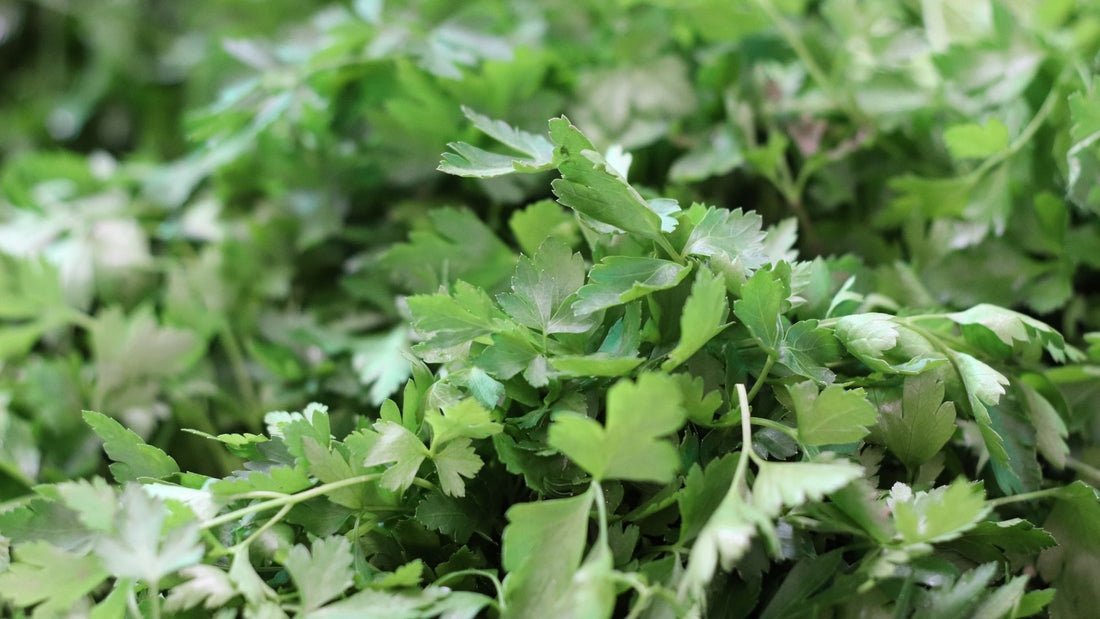 Tip de siembra (cilantro)