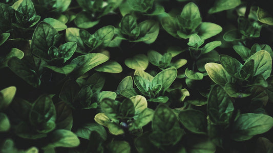 Flores Albahaca