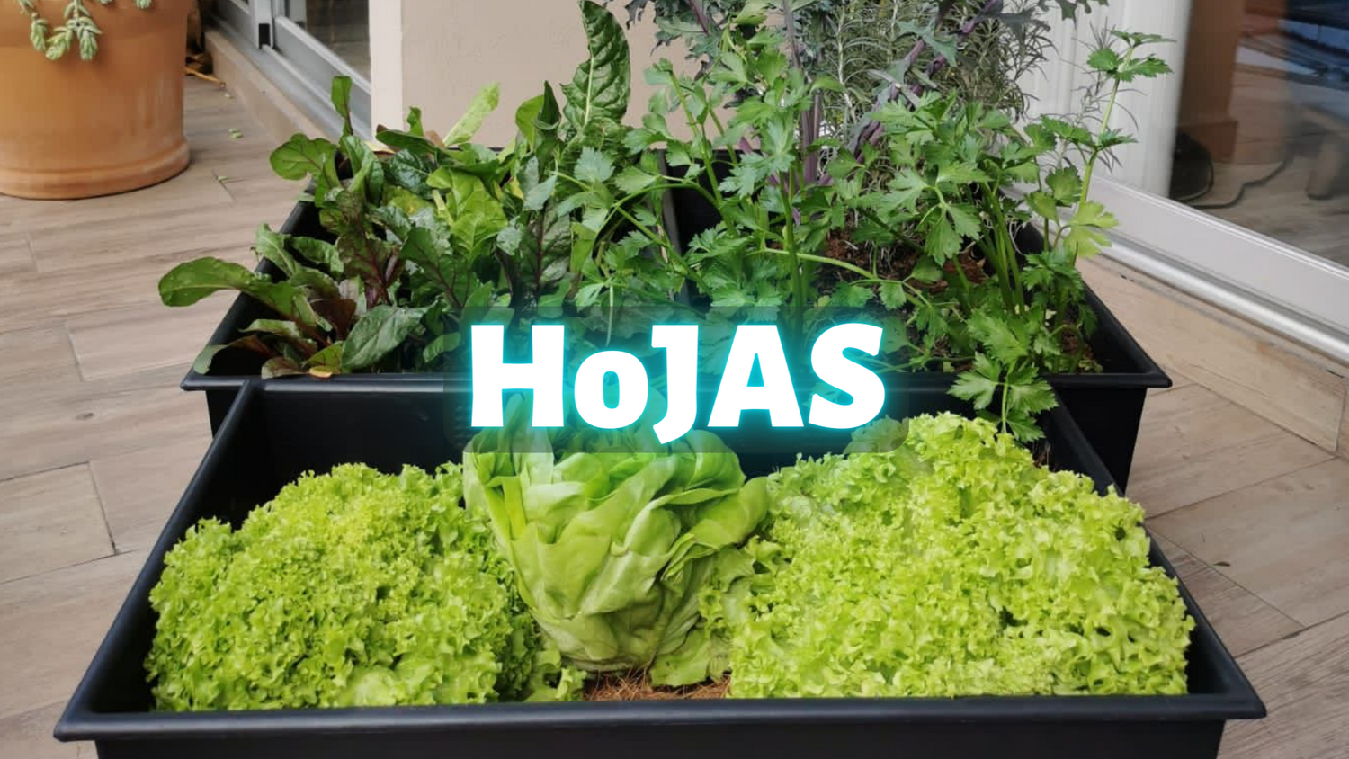 Semilla Hojas