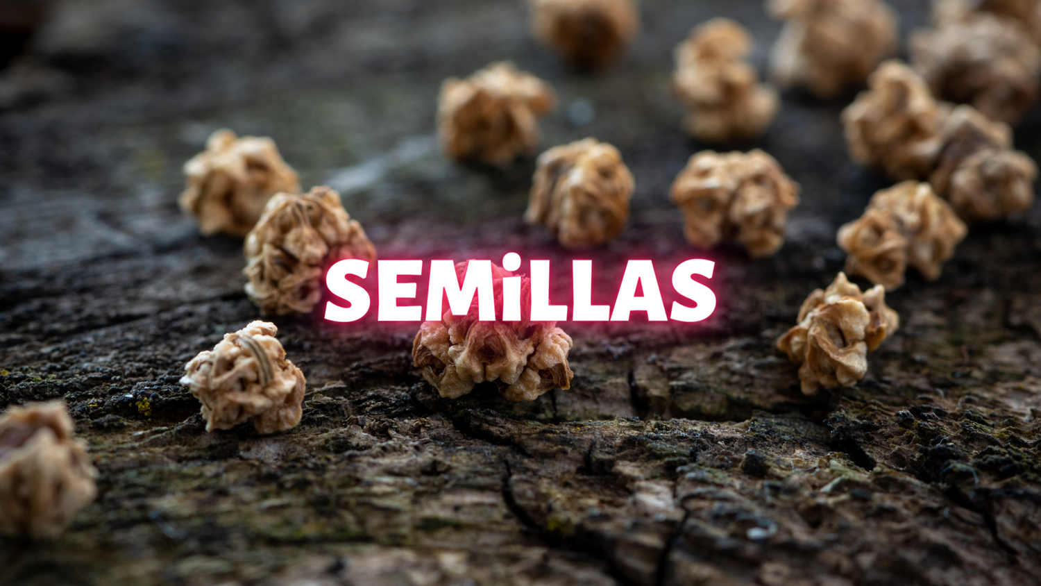 Semillas