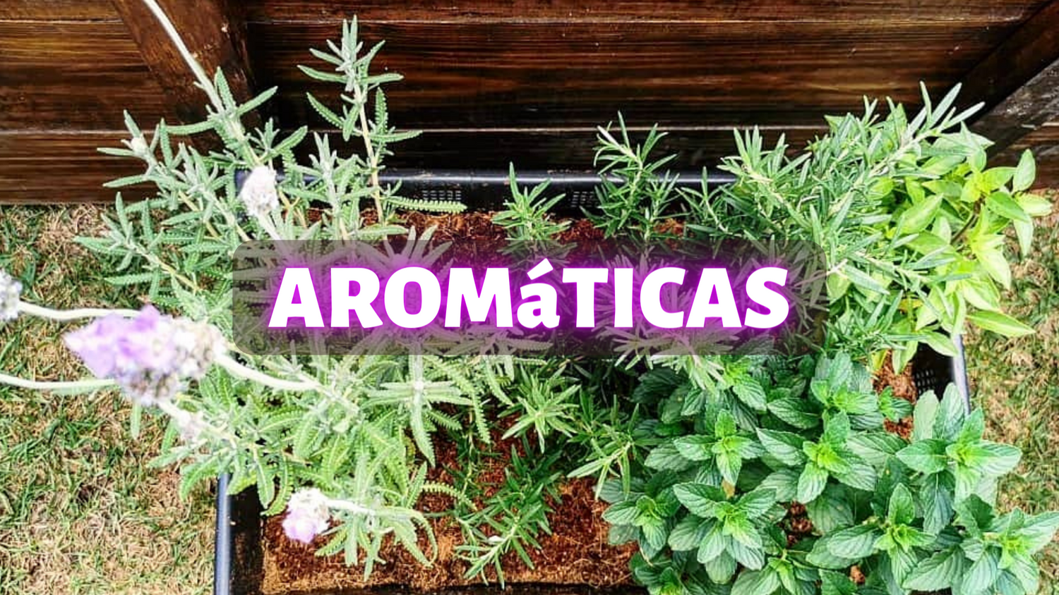 Semillas Aromáticas