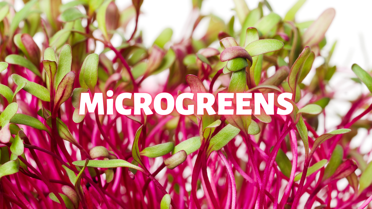 Microgreen
