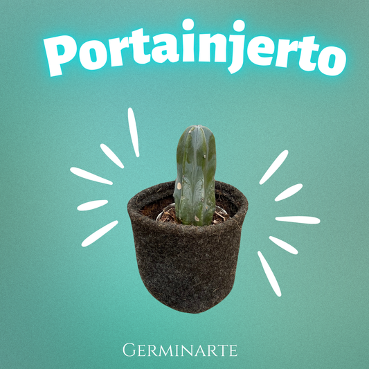 PortaInjerto