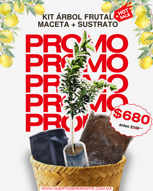 Kit Árbol en Maceta