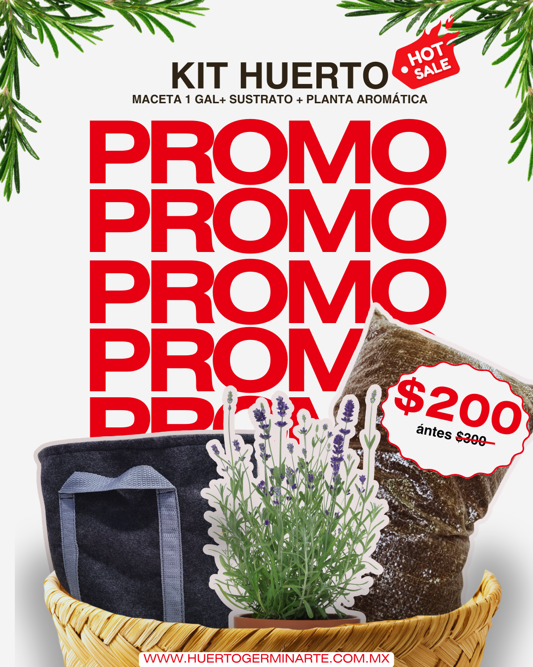Kit Planta Arómatica