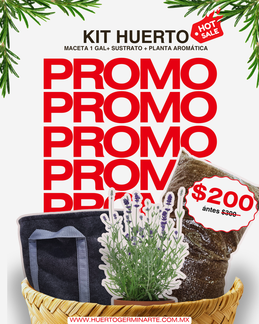 Kit Planta Arómatica
