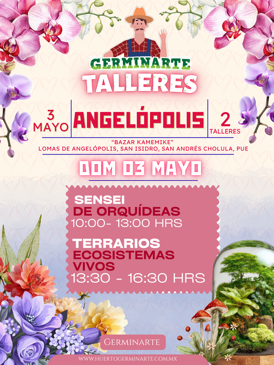 ANGELÓPOLIS PUEBLA 3 DE MAYO