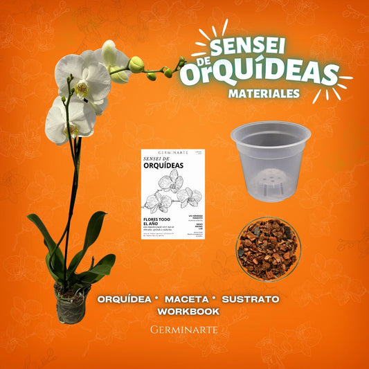 SENSEI DE ORQUÍDEAS