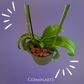 Arreglo de Orquídeas – 2 varas en maceta de ceramica 🌸