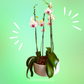 Arreglo de Orquídeas – 4 varas en macetas de ceramica 🌸