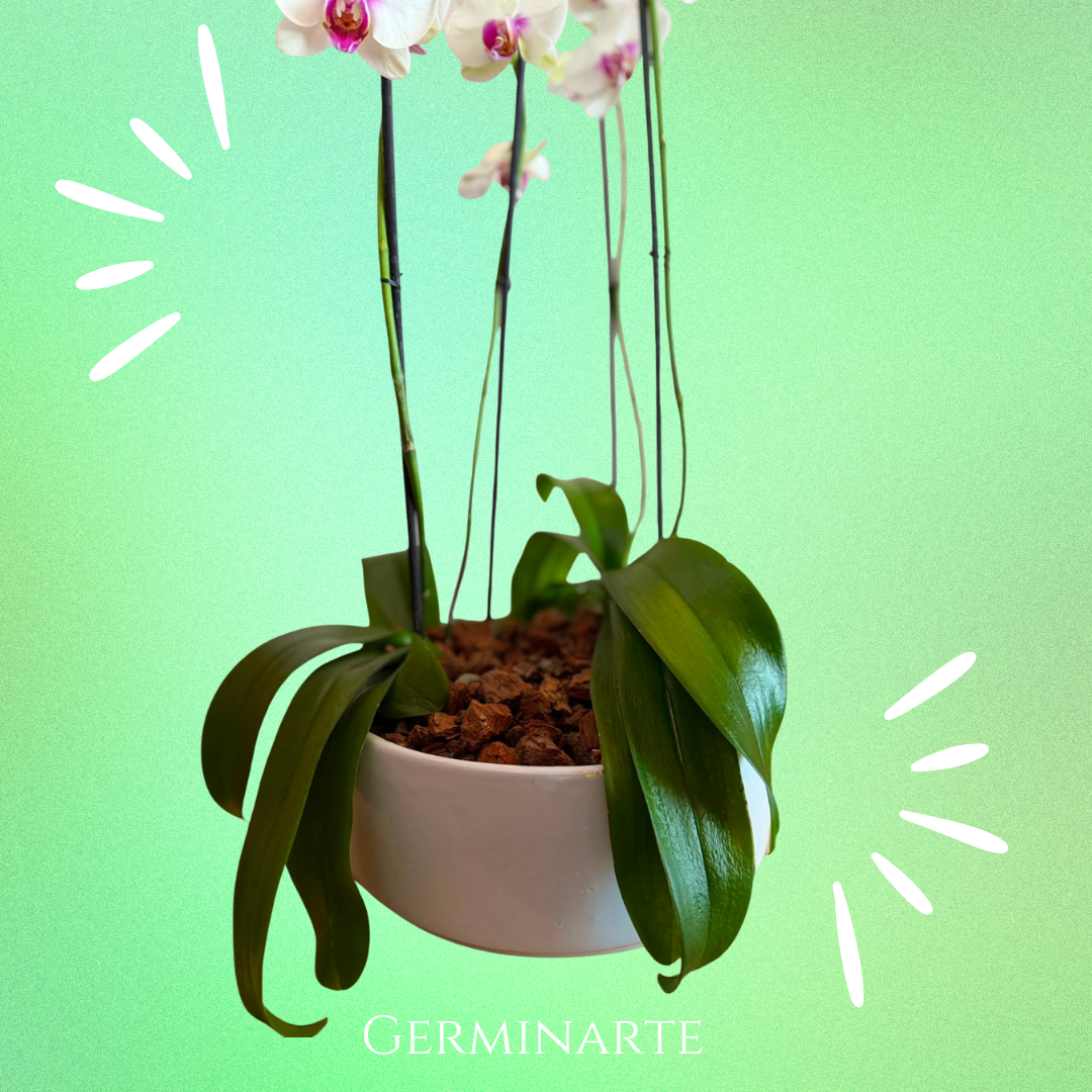 Arreglo de Orquídeas – 4 varas en macetas de ceramica 🌸