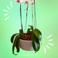 Arreglo de Orquídeas – 4 varas en macetas de ceramica 🌸