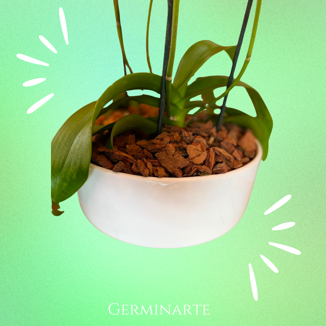 Arreglo de Orquídeas – 4 varas en macetas de ceramica 🌸