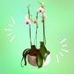 Arreglo de Orquídeas – 4 varas en macetas de ceramica 🌸