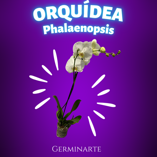 Orquídeas Phalaenopsis