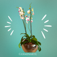 Arreglo de Orquídeas – 4 varas florales en maceta de cristal de doble fondo 🌸