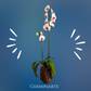 Arreglo de Orquídeas – 2 varas en maceta de cristal🌸