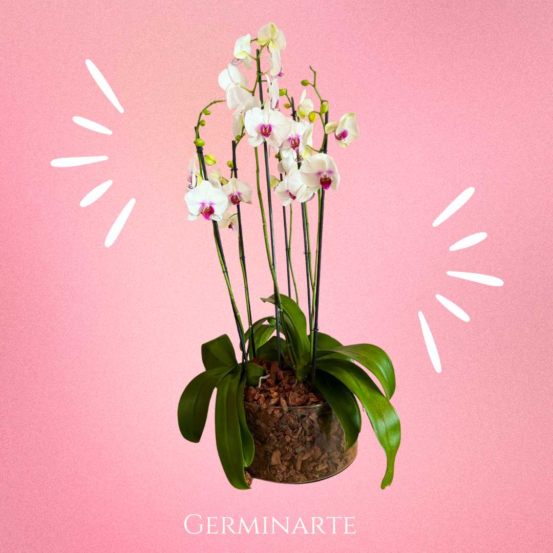 Arreglo de Orquídeas – 6 varas florales en maceta de cristal 🌸