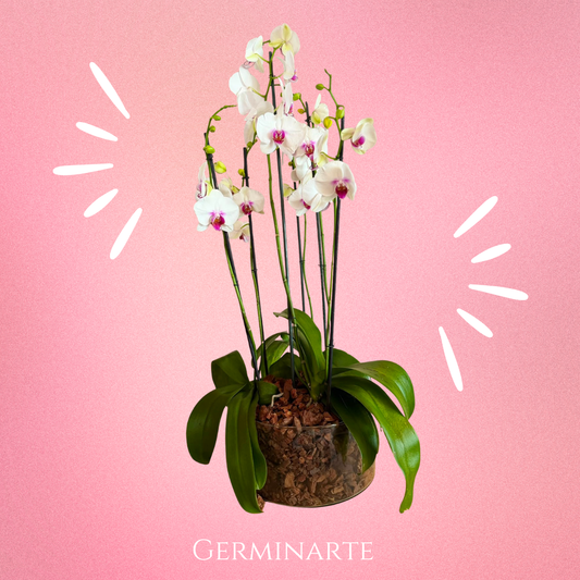 Arreglo de Orquídeas – 6 varas florales en maceta de cristal 🌸