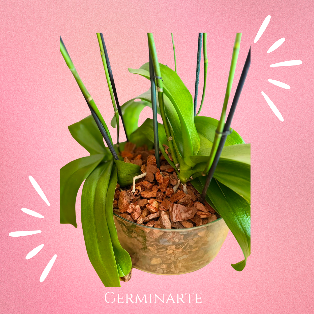 Arreglo de Orquídeas – 6 varas florales en maceta de cristal 🌸