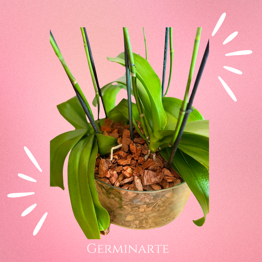 Arreglo de Orquídeas – 6 varas florales en maceta de cristal 🌸