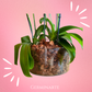 Arreglo de Orquídeas – 6 varas florales en maceta de cristal 🌸