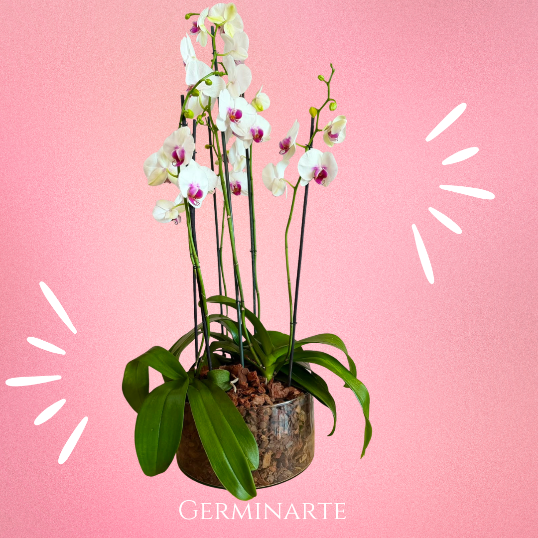 Arreglo de Orquídeas – 6 varas florales en maceta de cristal 🌸