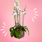 Arreglo de Orquídeas – 6 varas florales en maceta de cristal 🌸
