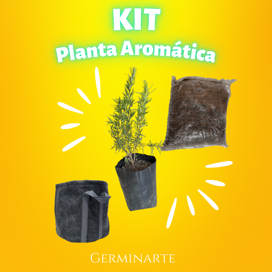 Kit Planta Arómatica