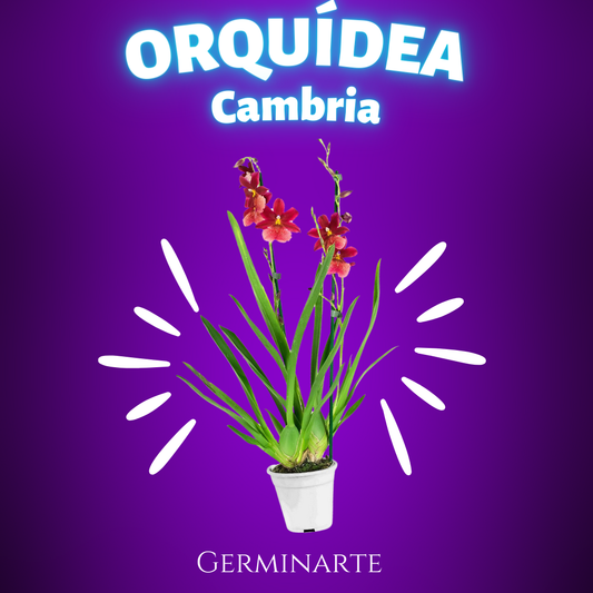 Orquídea Cambria