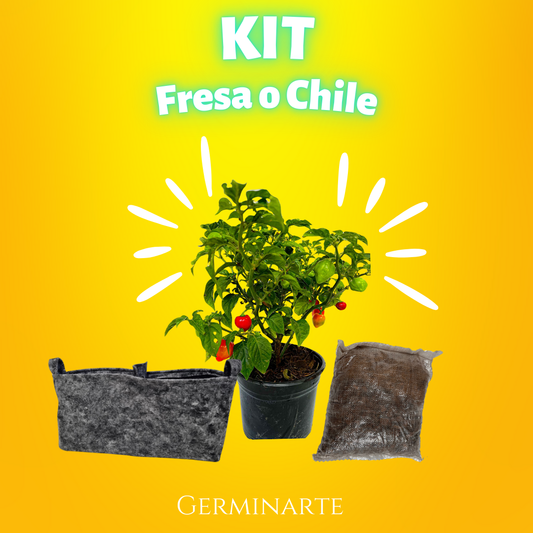 Kit Fresa/Chile
