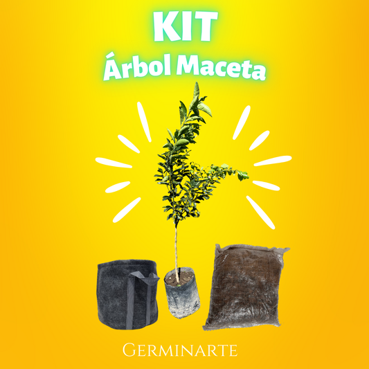Kit Árbol en Maceta