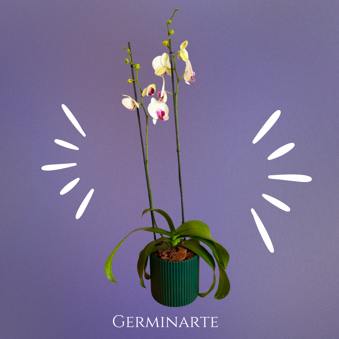 Arreglo de Orquídeas – 2 varas en maceta de ceramica 🌸