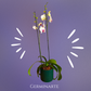 Arreglo de Orquídeas – 2 varas en maceta de ceramica 🌸