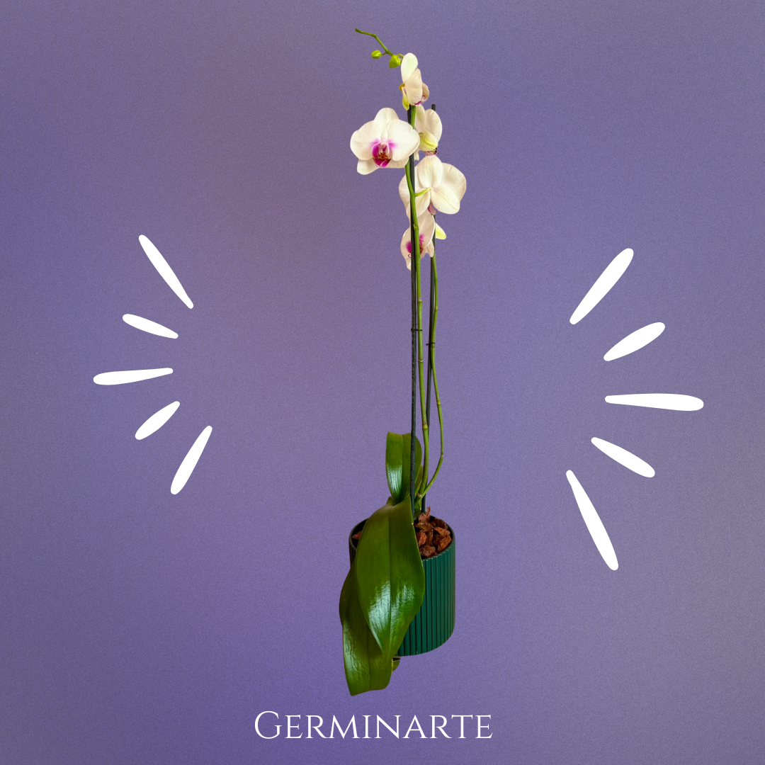 Arreglo de Orquídeas – 2 varas en maceta de ceramica 🌸