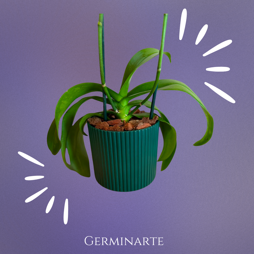 Arreglo de Orquídeas – 2 varas en maceta de ceramica 🌸